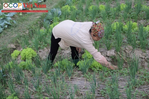 Chặng đường phát triển loại gia vị “ quốc dân” hành lá Cổ Loa thành sản phẩm OCOP
