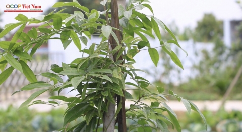 bac giang htx khanh hoa phat trien san pham ocop tu cay duoc lieu