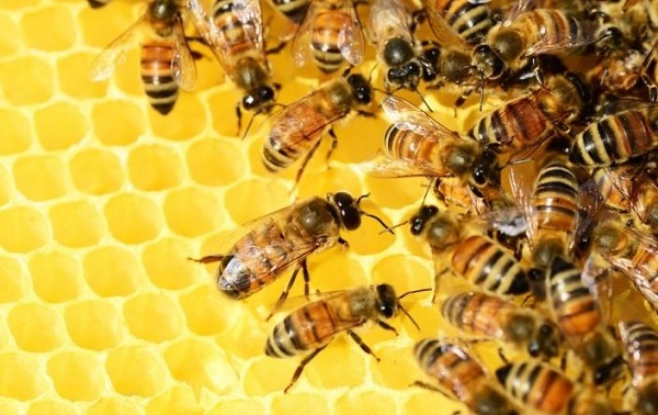 Sản xuất mật ong đơn hoa góp phần bảo tồn giá trị sinh học