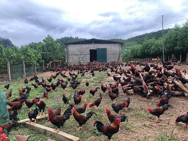 Trang trại chăn nuôi gà đồi của Công ty TNHH Thực Phẩm Minh Trung tại xã Trung Hóa