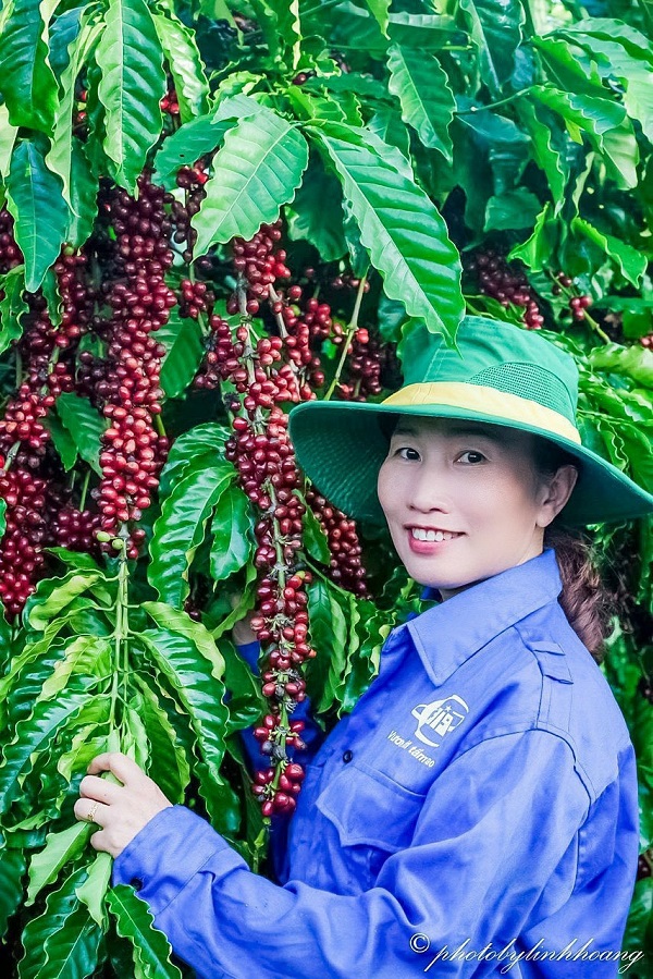 Chị Nguyễn Thị Thanh Xuân bên vườn cà phê của gia đình tại Gia Lai