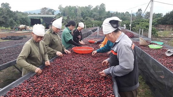 Chị em phụ nữ làm việc tại cơ sở chế biến cà phê Xuân Dương Gia Lai
