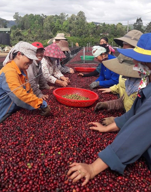 Chị em phụ nữ làm việc tại cơ sở chế biến cà phê Xuân Dương Gia Lai