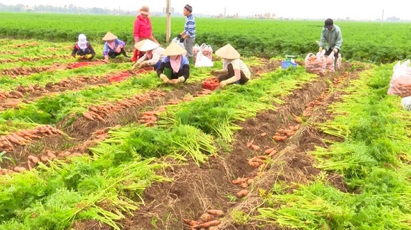 Lễ hội thu hoạch cà rốt tỉnh Hải Dương năm 2022 diễn ra chiều ngày 15/2