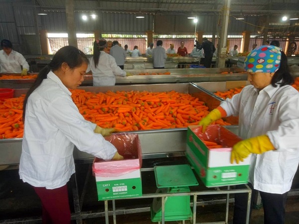 Lễ hội thu hoạch cà rốt nhằm tăng cường quảng bá chất lượng và thương hiệu, kích cầu tiêu thụ nông sản Hải Dương