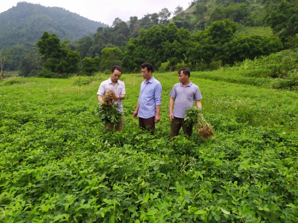 Lào Cai ưu tiên phát triển các vùng nông sản truyền thống, quan tâm phát triển sản phẩm OCOP
