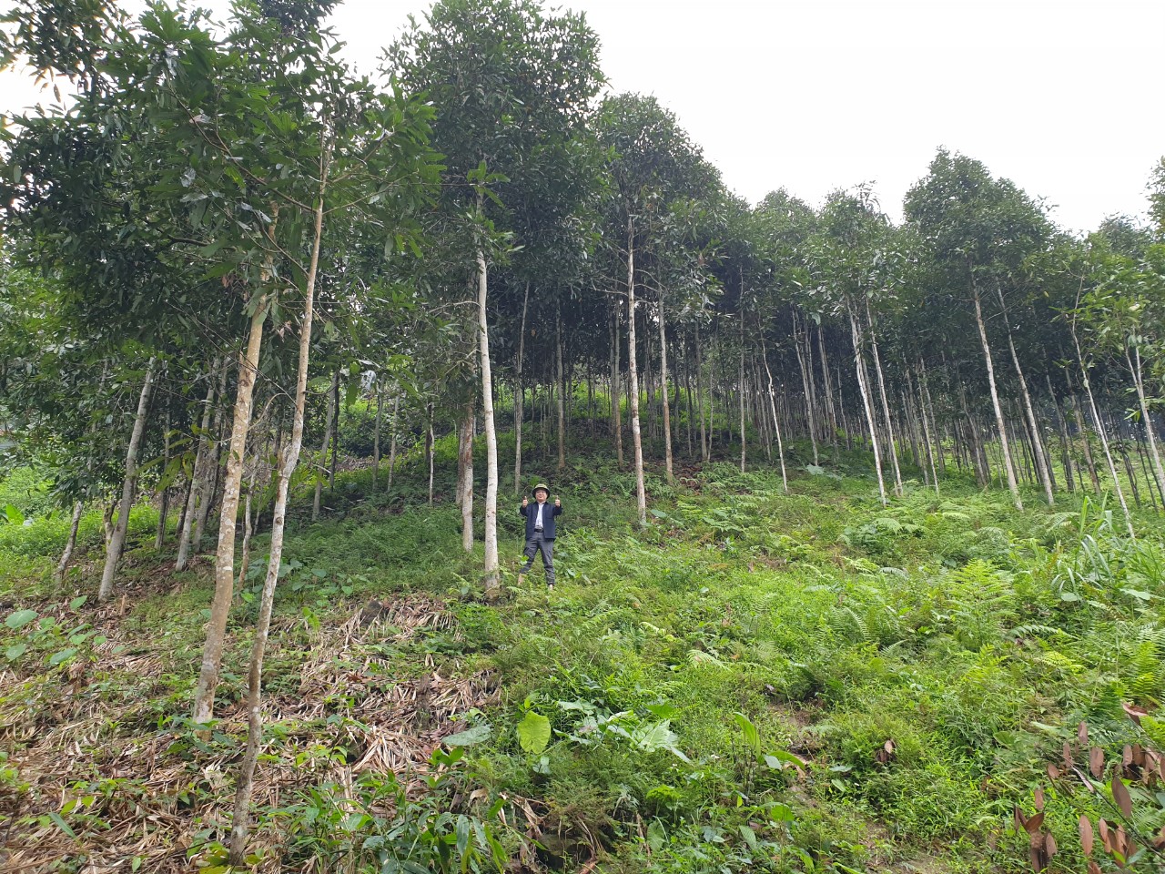 The cinnamon - precious medicinal herbs in Yen Bai mountains