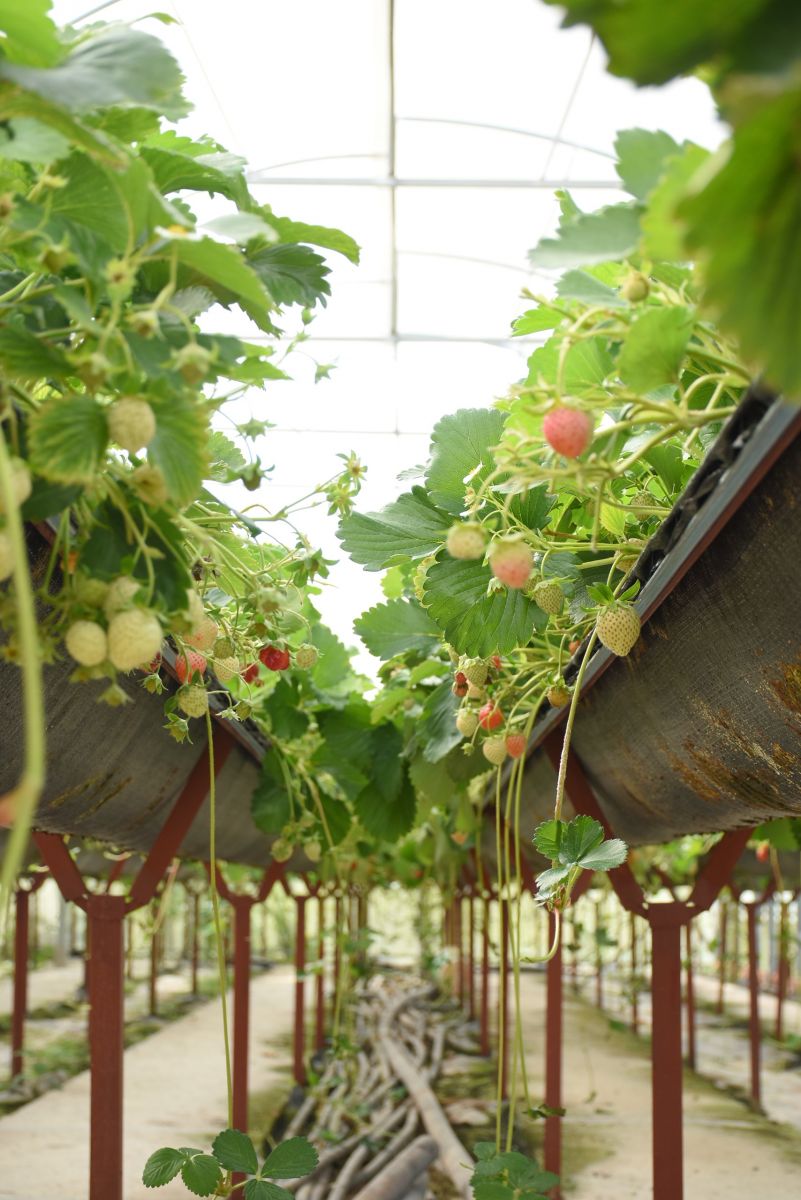 Vườn dâu tây Nam Anh Farm  trồng theo công nghệ Nhật Bản