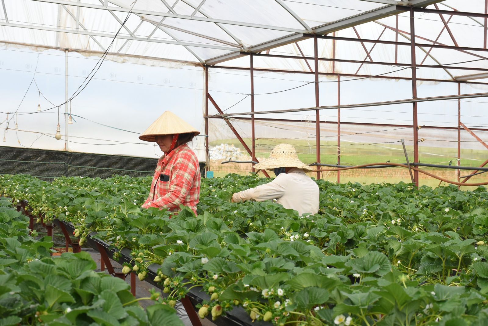 Vườn dâu tây Nam Anh Farm  trồng theo công nghệ Nhật Bản
