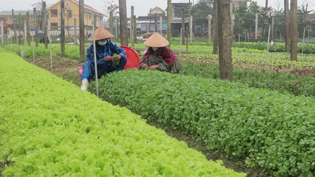 Hơn 32 ha rau sản xuất theo hướng VietGAP tại Quảng Thành