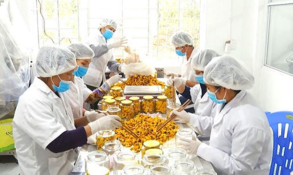 Sản xuất trà hoa vàng khô - sản phẩm OCOP 5 sao của huyện Ba Chẽ