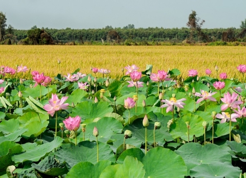 Phát triển du lịch nông nghiệp – Hướng đi đầy triển vọng của Đồng Tháp