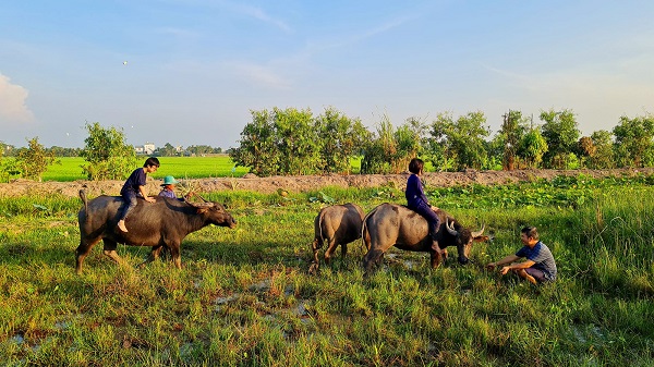 du lịch nông nghiệp giúp người dân Đồng Tháp phát triển kinh tế bền vững