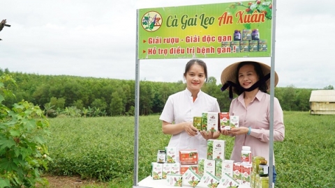 Quảng Trị: Phát triển sản phẩm OCOP từ dược liệu tại huyện Cam Lộ