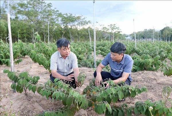 Thăm vườn cây dược liệu an xoa, nguồn nguyên liệu chế biển sản phẩm OCOP ở Cam Lộ