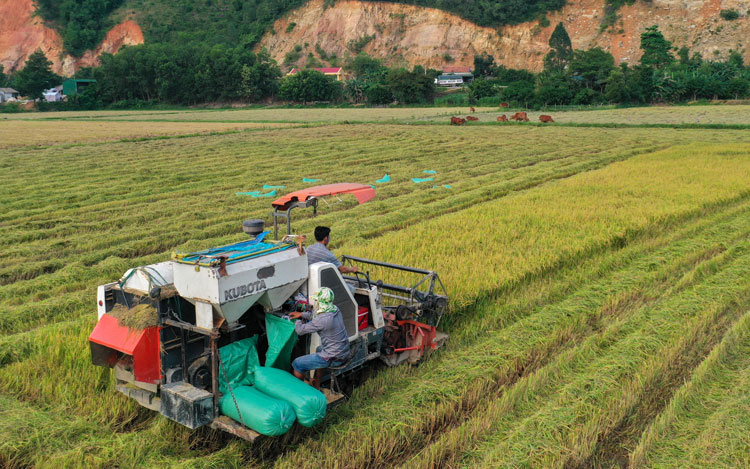 Cánh đồng lúa gạo hữu cơ - sản phẩm OCOP Cát Tiên