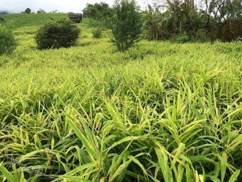 Tỉnh Nghệ An đặt mục tiêu có ít nhất 300 sản phẩm OCOP vào năm 2025