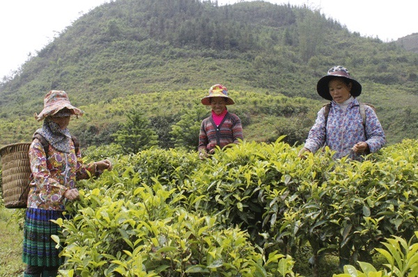 Sản phẩm OCOP hình thành từ nhiều vùng nông nghiệp hữu cơ ở Lào Cai