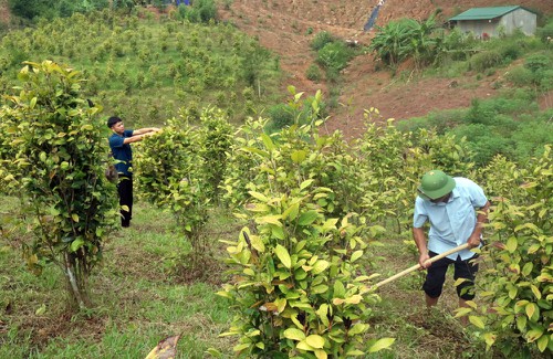 Mô hình trồng trà hoa vàng - sản phẩm OCOP danh tiếng của Quảng Ninh (Ảnh minh họa)