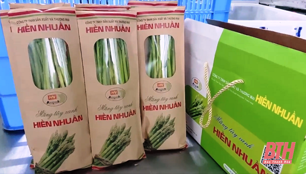 Sản phẩm măng tây xanh Hiền Nhuần được công nhận là sản phẩm OCOP Thanh Hóa hạng 3 sao.