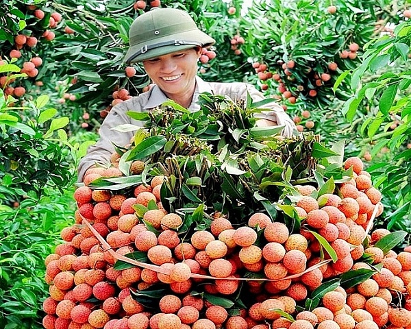 Vải sớm Tân Yên - sản phẩm OCOP Bắc Giang được xuất khẩu sang các thị trường khó tính