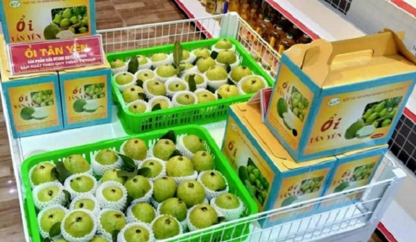 Ổi Tân Yên - sản phẩm OCOP Bắc Giang đã có mặt tại nhiều kênh tiêu thụ lớn