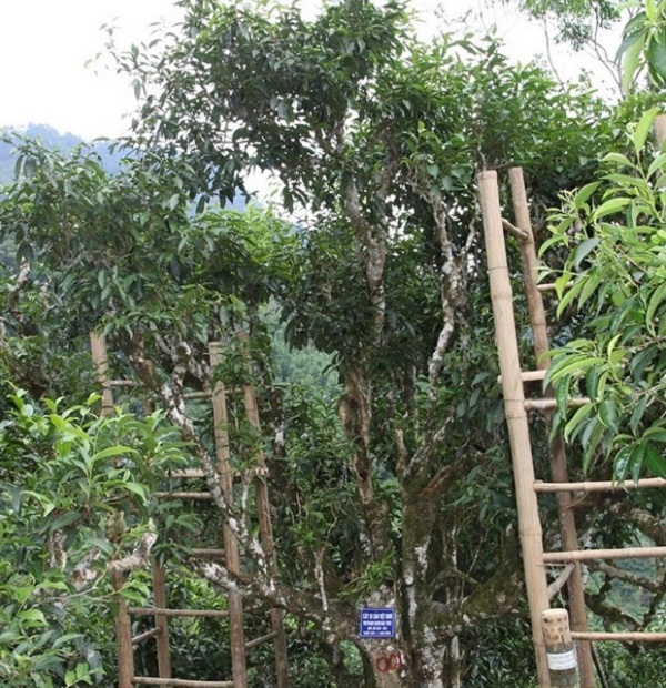 Cây chè Shan Tuyết cổ thụ 600 năm tuổi ở thôn Nậm Piên, xã Nậm Ty, huyện Hoàng Su Phì  được công nhận là cây di sản Việt Nam.