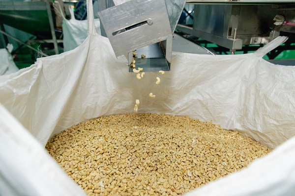 Binh Phuoc cashew nuts are carefully processed before being classified