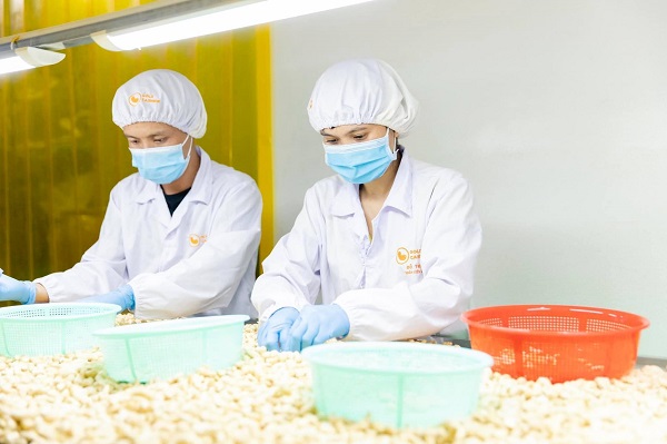 Workers are sorting Binh Phuoc cashew nuts before processing