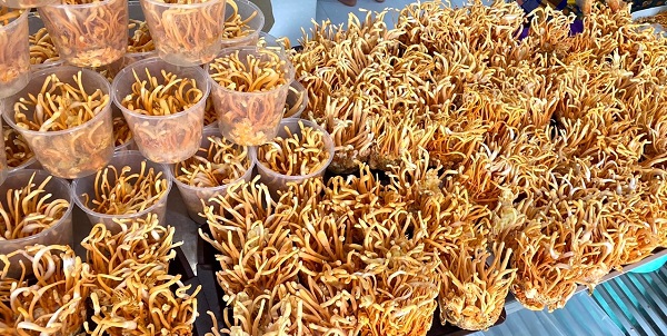 Trung Nhân Cordyceps sinensis are in freeze - drying.