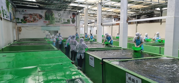 Quy trình làm việc tại cơ sở sản xuất, đóng gói sản phẩm rong nho Khánh Hòa