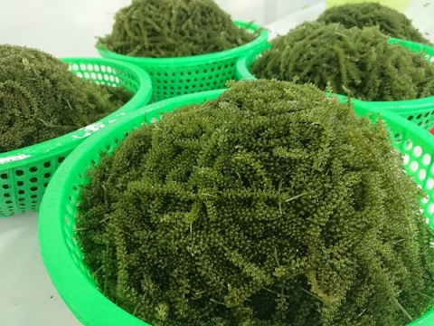 khanh hoa on dinh thu nhap nho nghe trong rong nho