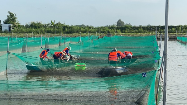Vùng nuôi trồng nguyên liệu thủy sản của PHAM NGHIA FOOD tại Cần Thơ