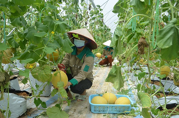 Sản phẩm OCOP dưa lưới trồng theo quy trình công nghệ cao tại Đầm Hà – Quảng Ninh
