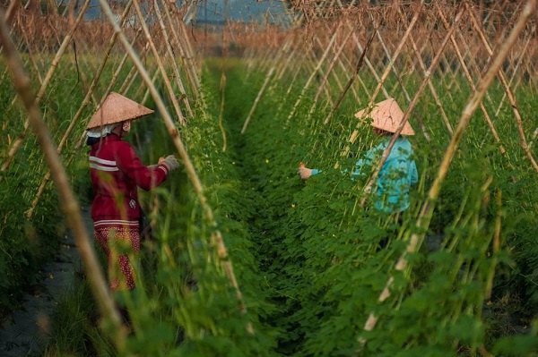 Công nhân đang chăm sóc và thu hoạch khổ qua rừng Đồng Nai