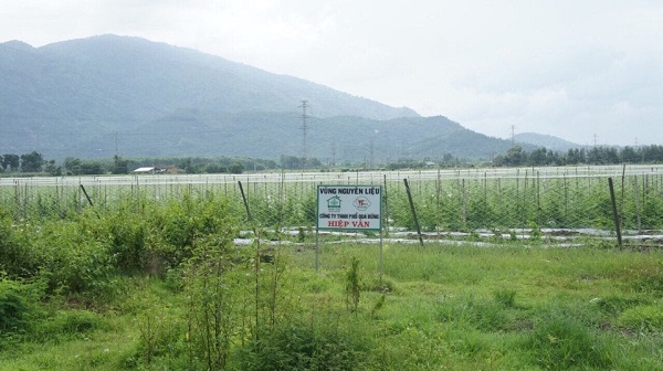 Vùng trồng nguyên liệu khổ qua rừng của  Công ty Hiệp Vân tại Đồng Nai
