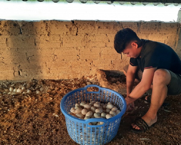 Người dân Đồng Rui thu hoạch  trứng vịt biển, sản phẩm OCOP huyện Tiên Yên