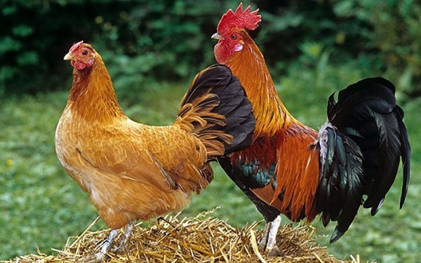 Chăn nuôi gà Tiên Yên, một trong những sản phẩm OCOP tiêu biểu của Quảng Ninh