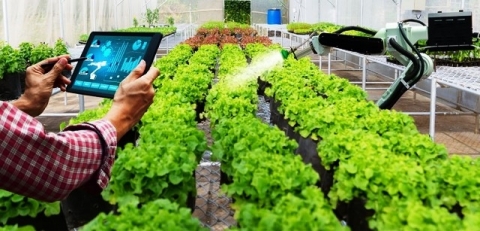 Phát triển Hợp tác xã gắn với vùng nguyên liệu, chuỗi sản xuất