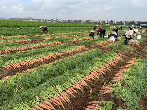 Xúc tiến tiêu thụ nông sản và sản phẩm OCOP của TP Hải Dương
