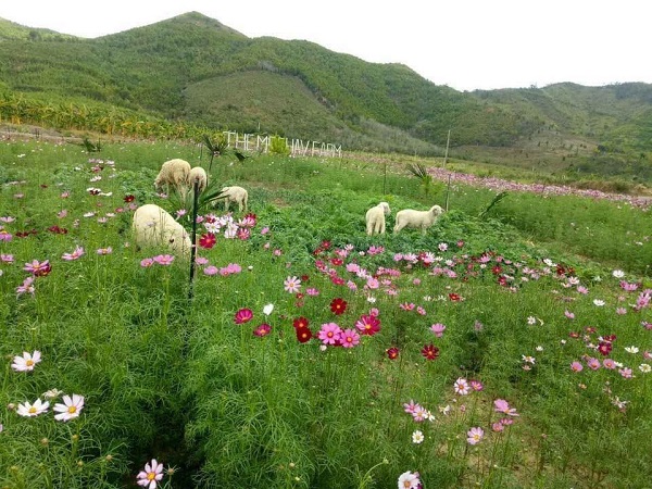 The Moshav Farm điểm du lịch nông nghiệp lý tưởng tại Khánh Hòa