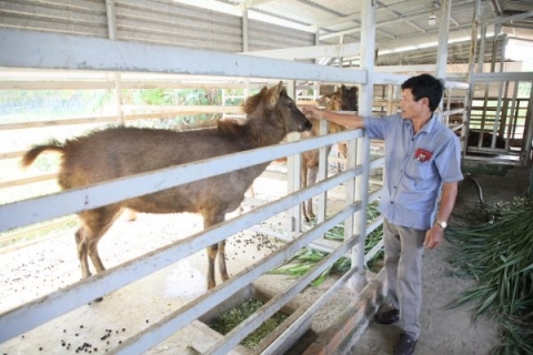 Bà Rịa – Vũng Tàu: Nghề nuôi nai và chế biến nhung nai – Tiềm năng phát triển sản phẩm OCOP giúp thoát nghèo bền vững