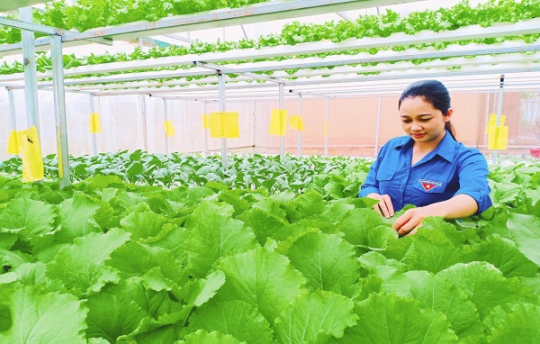 Ho Chi Minh City invests and applies science and technology in the production of safe and clean vegetables that meet OCOP standards