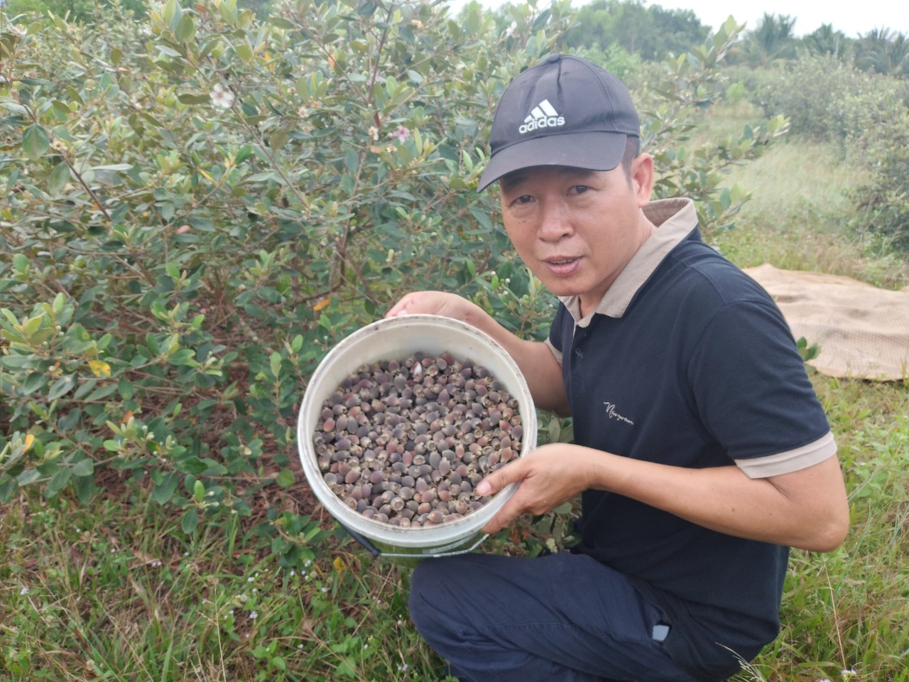 Vườn nguyên liệu làm Rượu sim rừng dồi dào tại huyện Phú Quốc