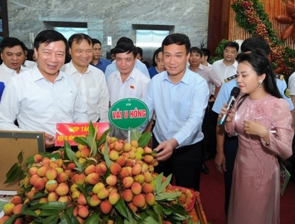 Trong khuân khổ lễ mở vườn hái vải, tỉnh Hải Dương tổ chức hội nghị xúc tiến thương mại vải thiều Thanh Hà