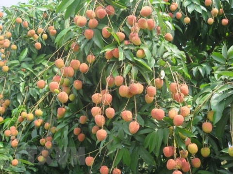 hai duong tung bung mo le hoi mo vuon hai vai thanh ha xuat khau