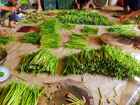 Hải Dương: Trồng măng tây theo hướng hữu cơ