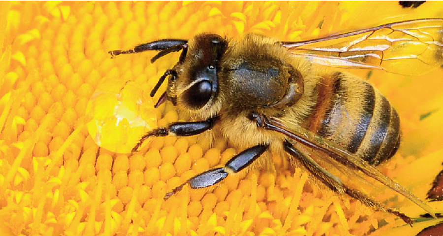 Ngọt ngào hương vị mật ong rừng trung du Phú Thọ
