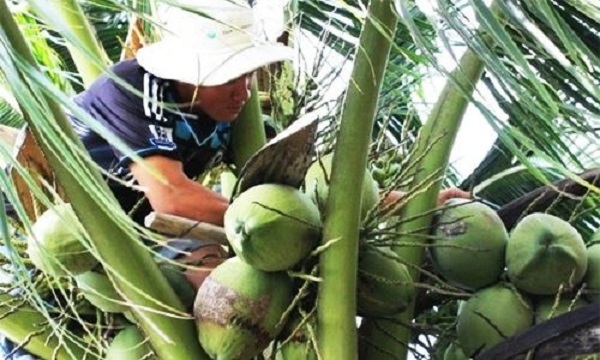 Đặc sản dừa sáp Cầu Kè – Trà Vinh là sản phẩm OCOP quốc gia tiềm năng 5 sao