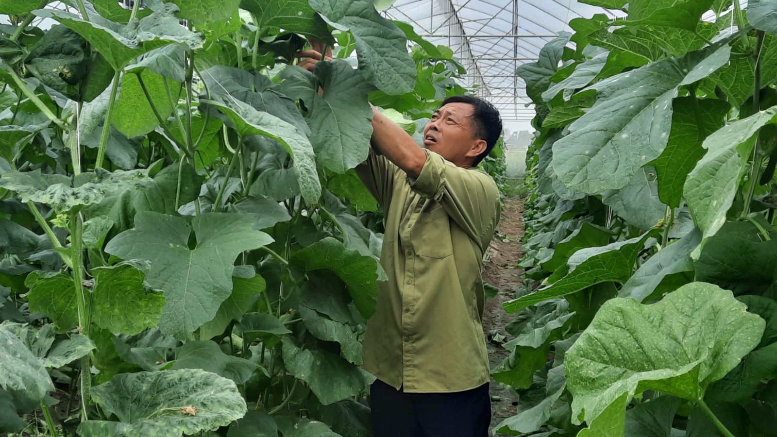 Các sản phẩm nông sản sạch của HTX Xuân Trường tham gia Chương trình OCOP huyện Việt Yên